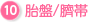 胎盤/臍帯